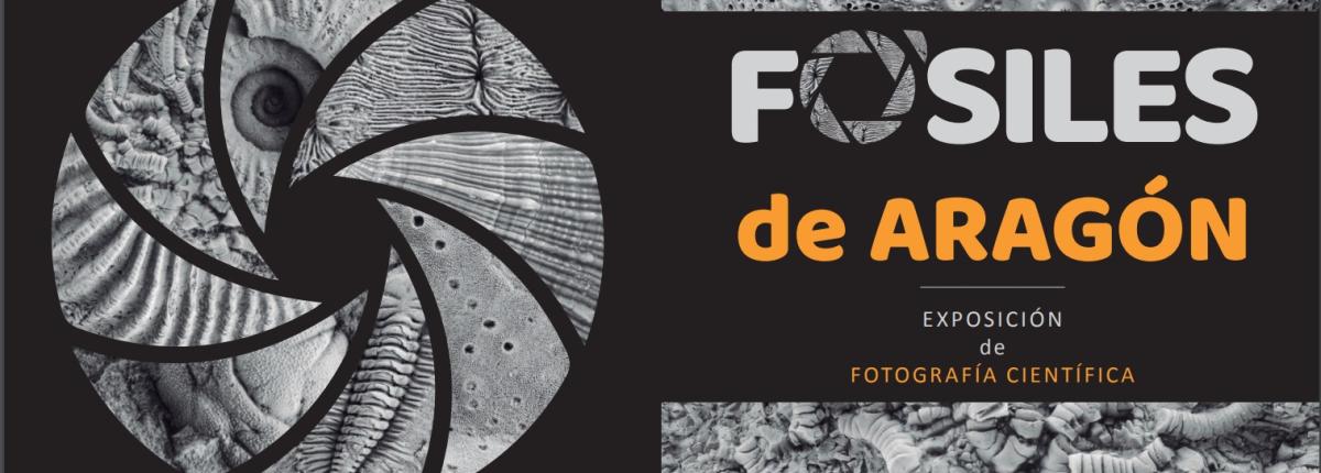 portada fosiles aragón